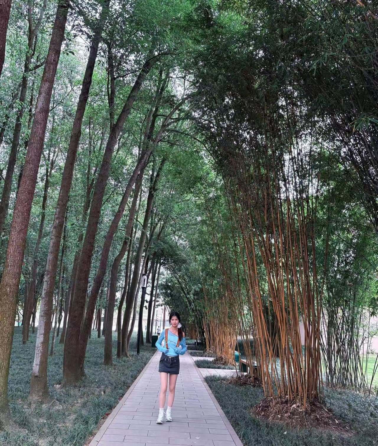 绿树成荫的小路