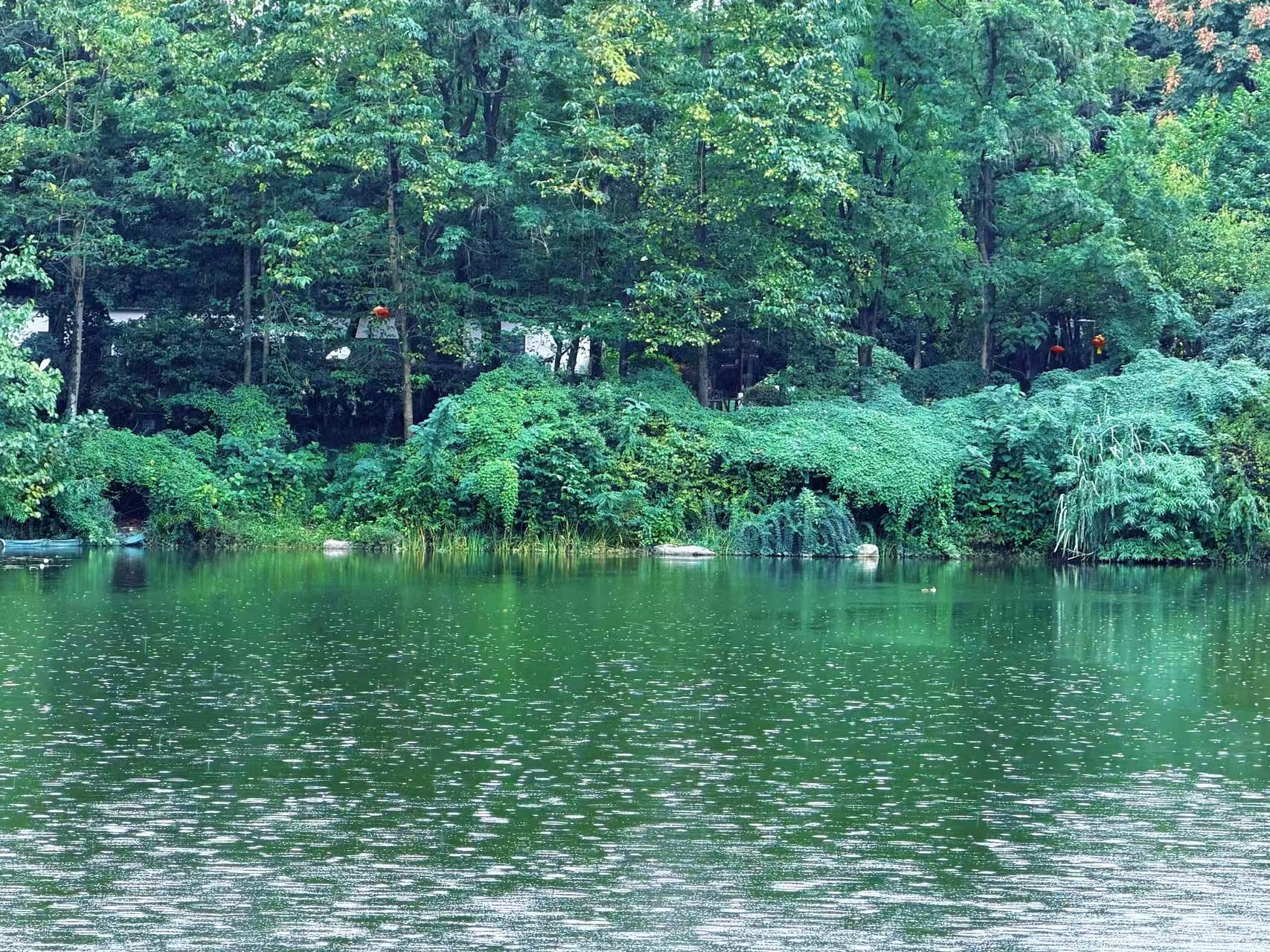 绿色树林与平静的湖面