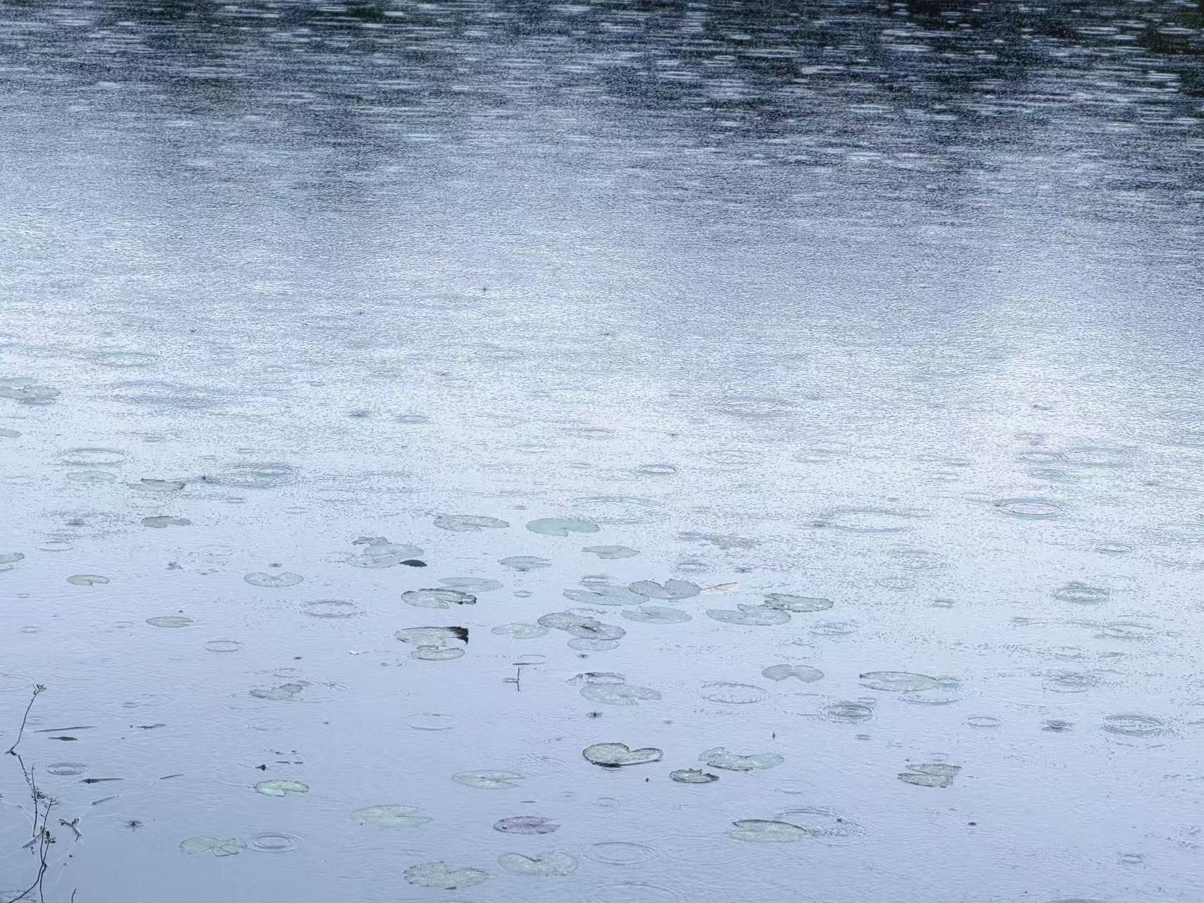 雨落在有睡莲的湖面上